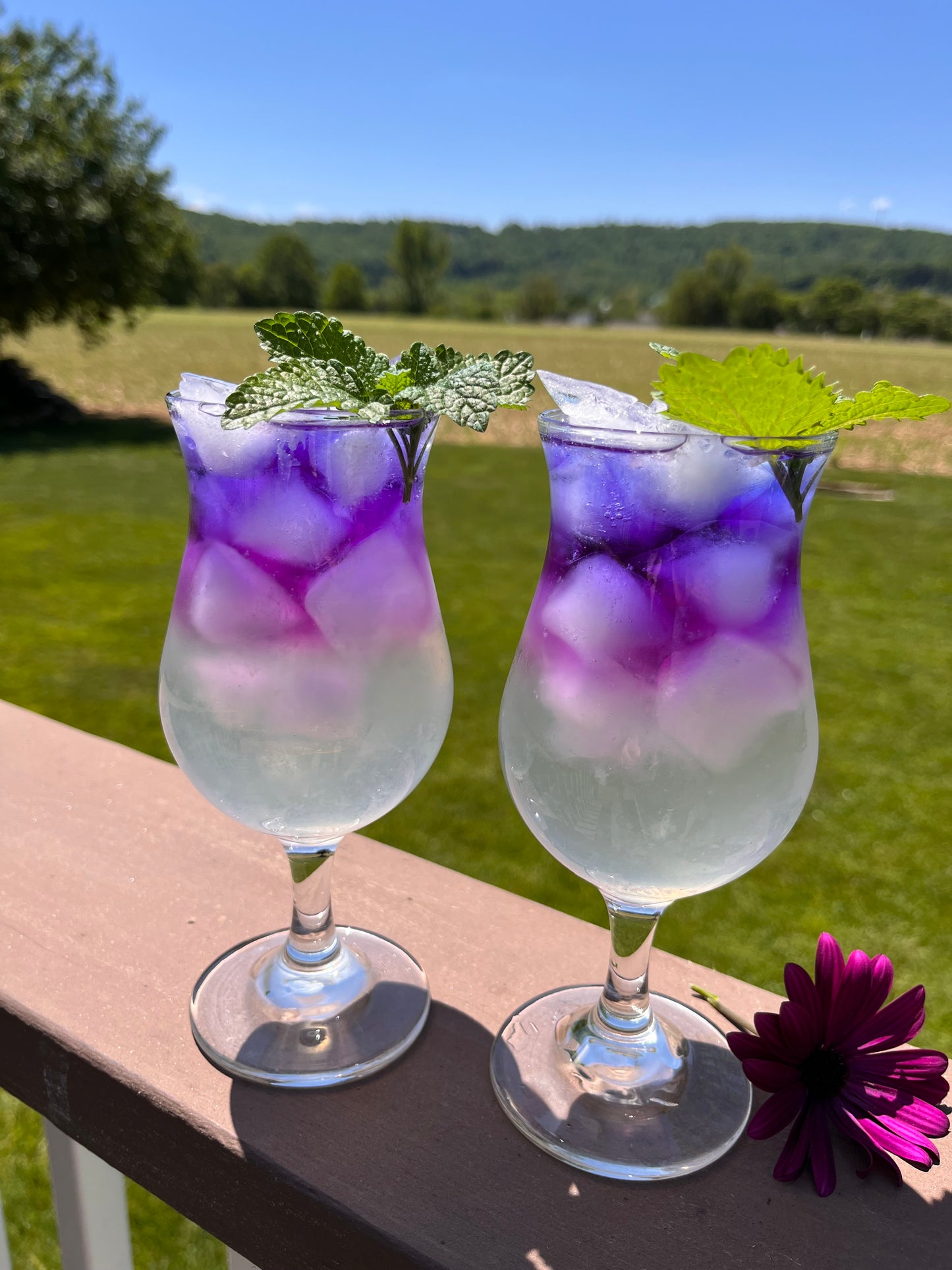 Butterfly Blue Pea Flowers - Herbal Tea